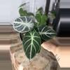 plant/alocasia ninja-0-thumbnail
