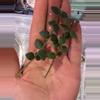 plant/Hoya chinghungensis unrooted cut-0-thumbnail