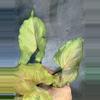 plant/Red Yami syngonium-1-thumbnail