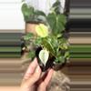 plant/alocasia polly ghost-1-thumbnail