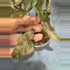 plant/RARE bubblegum dwarf syngonium lightly rooted collectors syngo-2-thumbnail