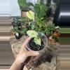 plant/alocasia blizzard-0-thumbnail