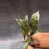 plant/Hoya lacunosa Thailand unrooted exact cut-0-thumbnail