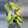 plant/Red Yami syngonium-0-thumbnail