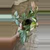 plant/Red Spot Tricolor Syngonium-0-thumbnail