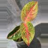 plant/Aglaonema idk the id of-0-thumbnail