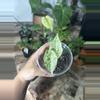 plant/alocasia blizzard-0-thumbnail