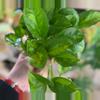 plant/Epi Aurea Global Green 4”-0-thumbnail