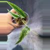 plant/Variegated amydrium zipelianum lightly rooted-2-thumbnail