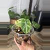 plant/alocasia ninja tricolor-0-thumbnail