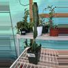 plant/EB1525 Euphorbia Trigona - will ship bare root-0-thumbnail