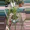 plant/EB1547 Ponytail Palm 6”-1-thumbnail