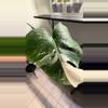plant/08 M. Albo-0-thumbnail