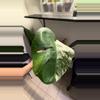 plant/10 M. Albo-0-thumbnail
