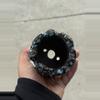 plant/Avalanche 3.25x3.25-1-thumbnail