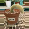 plant/EB1548 Monkey Tail Cactus - will ship bare root-0-thumbnail