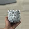 plant/Smooth Coconut 4x4-0-thumbnail