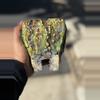 plant/Green Goblin 4.5x5H-1-thumbnail