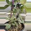 plant/Hoya Louisa Silver-0-thumbnail