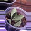 plant/Hoya Nummerlaroides Silver-1-thumbnail