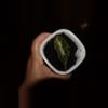 plant/Alocasia Amazonica Aurea-2-thumbnail