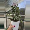 plant/Hoya Louisa Silver-1-thumbnail