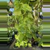 plant/Fresh cutting node/ alta Voltagem pothos-0-thumbnail