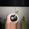 plant/Hoya Lacunosa Silver Mint Coin-1-thumbnail