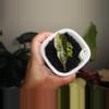 plant/Alocasia Amazonica Aurea-0-thumbnail