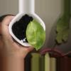plant/Alocasia Pink Dragon Aurea-0-thumbnail