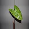 plant/Alocasia Pink Dragon Aurea-3-thumbnail