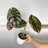 plant/Alocasia Cuprea-0-thumbnail