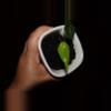 plant/Alocasia Scalprum Aurea-0-thumbnail