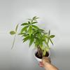 plant/Money Tree-0-thumbnail