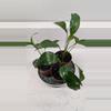 plant/Peace lily-0-thumbnail