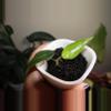plant/Alocasia Scalprum Aurea-1-thumbnail