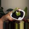 plant/Alocasia Amazonica Aurea-1-thumbnail