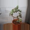 plant/Hoya Lacunosa Silver Mint Coin-2-thumbnail