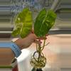 plant/Philodendron Burle Marx Variegated-0-thumbnail