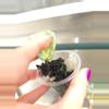 plant/Hoya Argentea Princess-1-thumbnail