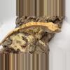 plant/Male-1-thumbnail