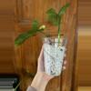 plant/Philodendron Bipennifolium Variegated-2-thumbnail