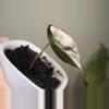 plant/Alocasia Cuprea-1-thumbnail