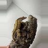 plant/Male-1-thumbnail