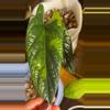 plant/Alocasia Scalprum Aurea-2-thumbnail
