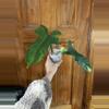 plant/Philodendron Bipennifolium Variegated-1-thumbnail