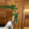 plant/Philodendron Bipennifolium Variegated-0-thumbnail