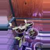 plant/Hoya Nummerlaroides Silver-0-thumbnail