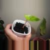 plant/Alocasia Pink Dragon Aurea-2-thumbnail