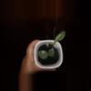plant/Hoya Lacunosa Silver Mint Coin-0-thumbnail
